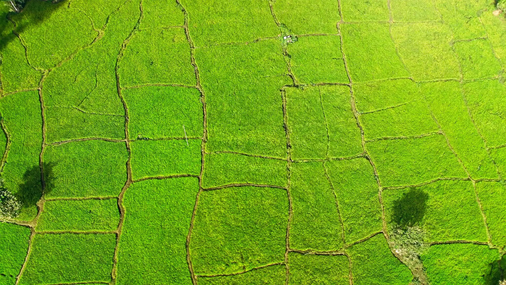 Partition Actions in Sri Lanka: How Co-Owned Land Is Divided